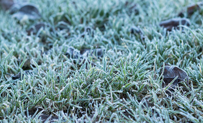 Green grass with hoarfrost closeup, selective focus