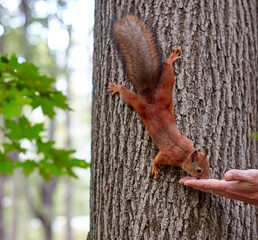 The Eurasian red squirrel eating from man hand