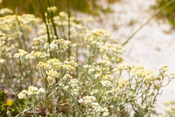 Coastal sand dune landscape of Fish Hoek, Cape Town