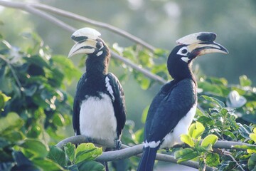 yellow billed hornbill