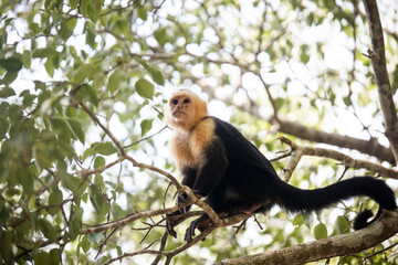Naklejka premium monkey sitting in tree in manuel antonio national park