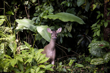 deer peeking its head out in costa rica jungle