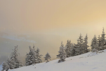 Spruce trees covered with snow on a mountain slope at dawn.