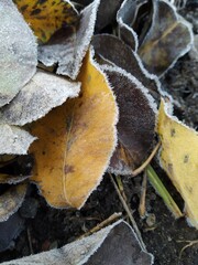 autumn leaves in the snow