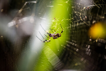 huge banana spider on a web in costa rica jungle
