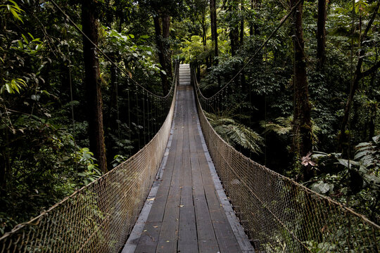 Suspension Bridge In The Rain Forest In Costa Rica