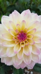 Fototapeta premium Close up of multicolored dahlia flower