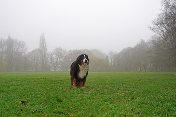 Bernese Mountain Dog standing in the field on a foggy day 