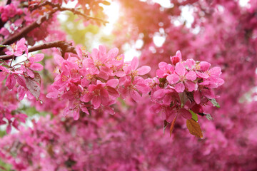 Blurry image of  a branch with pink flowers. Cropped shot of blooming tree. Nature, spring concept. 