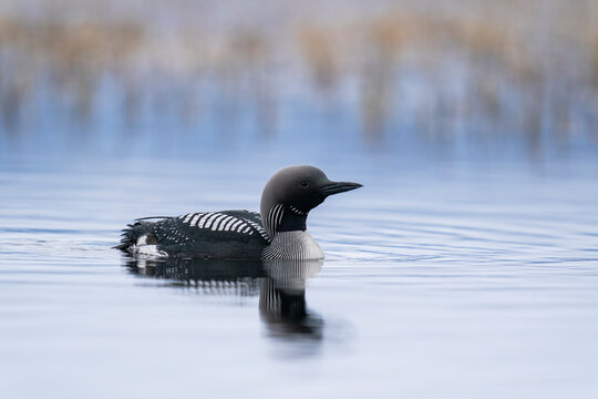 The black-throated loon (Gavia arctica)