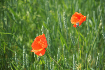 Two beautiful poppy flowers on a background of green herbs in summer. Red wildflowers.