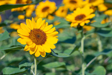 Bloomming of sun flower green leave outdoor summer park