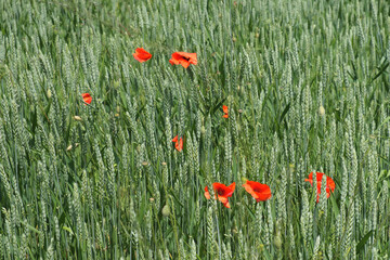 Red poppy among the field grasses in summer. Beautiful wildflowers. Untouched nature.