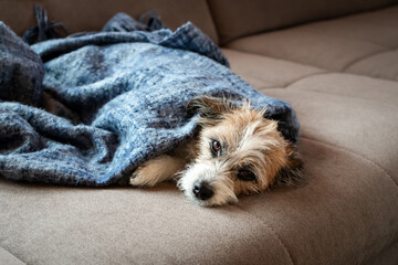 Kleiner Terrier Hund liegt in eine blaue Decke gewickelt auf einem beigen Sofa. Hygge, Entspannung.