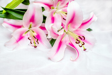 The branch of white lilys on white fabric background