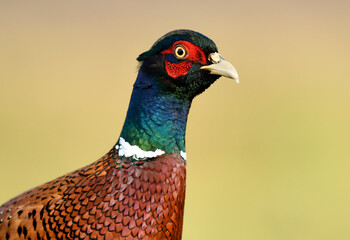 Ringneck Pheasant (Phasianus colchicus) male close up
