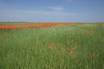 Red poppy flowers in a field on a sunny day. Clear blue sky over a poppy field. Scenery. Red wildflowers.