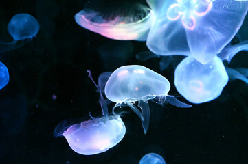 群れで泳ぐ美しいミズクラゲ