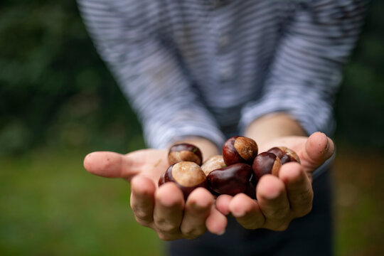 Unrecognizable man standing outdoors, holding conkers in hands.
