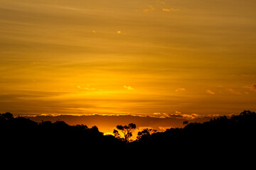 Golden sky on sunset and tree silhouettes