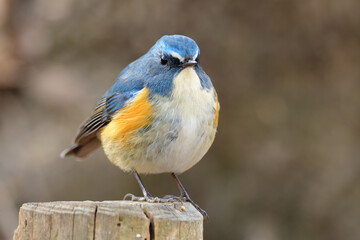 A Male Red-flanked bluetail (Tarsiger cyanurus)