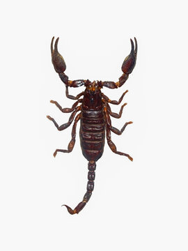 Poisonous scorpion on a white background.
