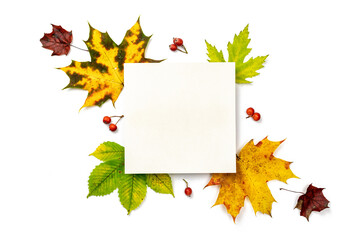 Naklejka na ściany i meble Flat lay autumn. Frame made of Green, yellow dried leaves, red berry isolated on white background for greeting card. Autumn, fall concept.