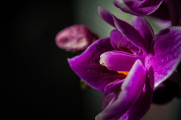 close up of purple orchid