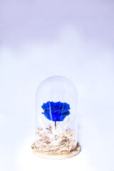 A flower pot covered with glass kept on a plain white background
