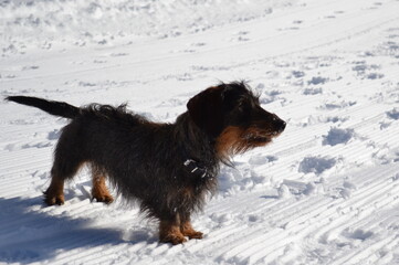 teckel dans la neige, petit chien dans une couverture