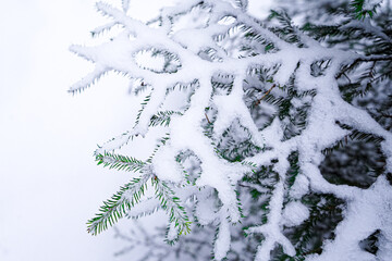Snowy Christmas Tree branch. High quality photo. A lot of snow