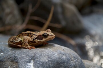 small brown frog sitting on a stone