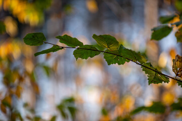Branch against a soft background