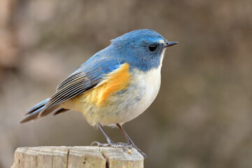A Male Red-flanked bluetail (Tarsiger cyanurus)
