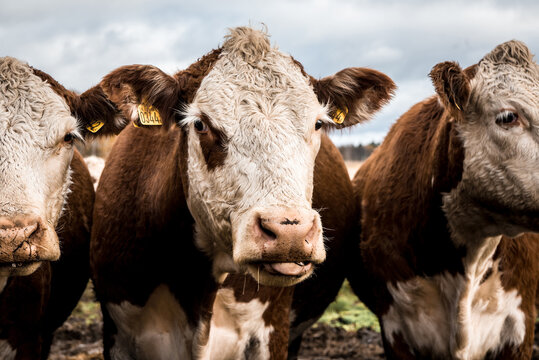 cows in pen