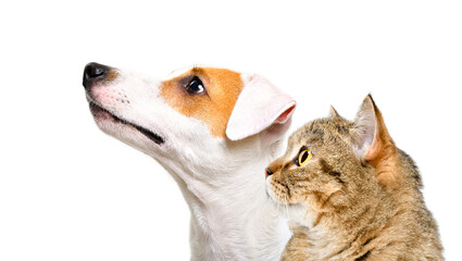 Portrait of curious dog Jack Russell Terrier and cat Scottish Straight, closeup, side view, isolated on white background