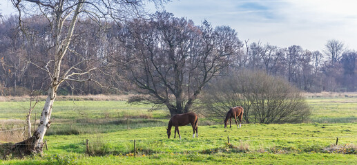 Horses grazing in the fields near Oudemolen, Netherlands