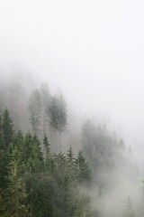 fog in the forest