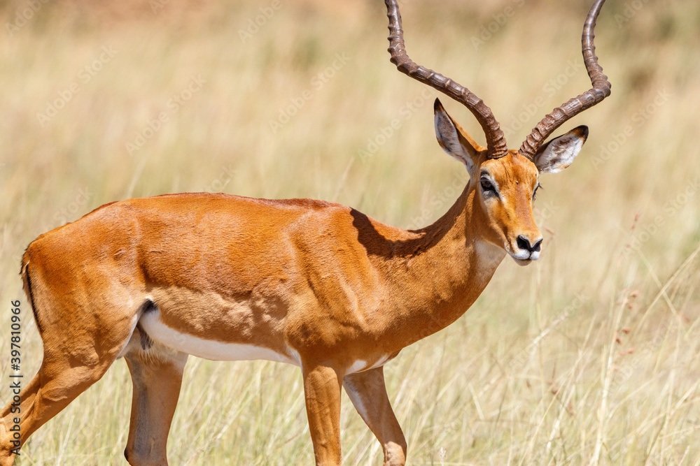 Poster Beautiful Impala antelope on the savanna