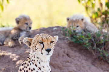 Cheetah mother with two cubs resting in the shade