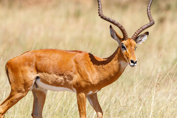 Beautiful Impala antelope on the savanna