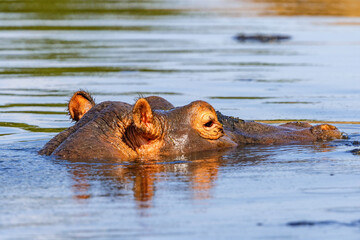 Close-up of an African Hippopotamus in a river