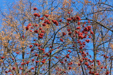 Red rowan berries on blue winter sky
