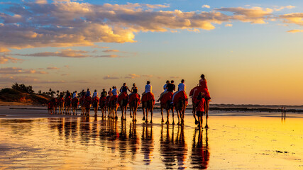 Fototapeta premium Camels at Sunset
