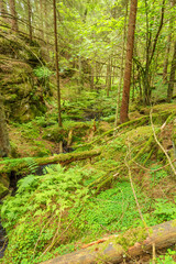 Old growth forest with a stream