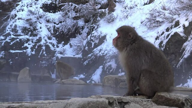 Japanese snow monkey near of onsen hot springs at winter. A wild macaque on rock of warm pool located in Jigokudan Park, Nakano, Japan. Macaca fuscata at winter season in mountain-Dan