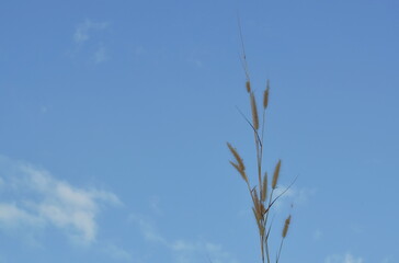 grass flowering blowing from wind in the bright sky background