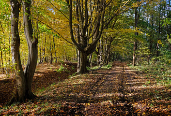 Alley in the old park in autumn