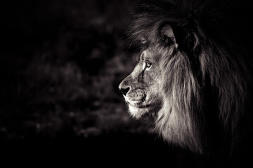Lion king black and white portrait