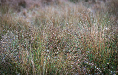 Wet grass in the park